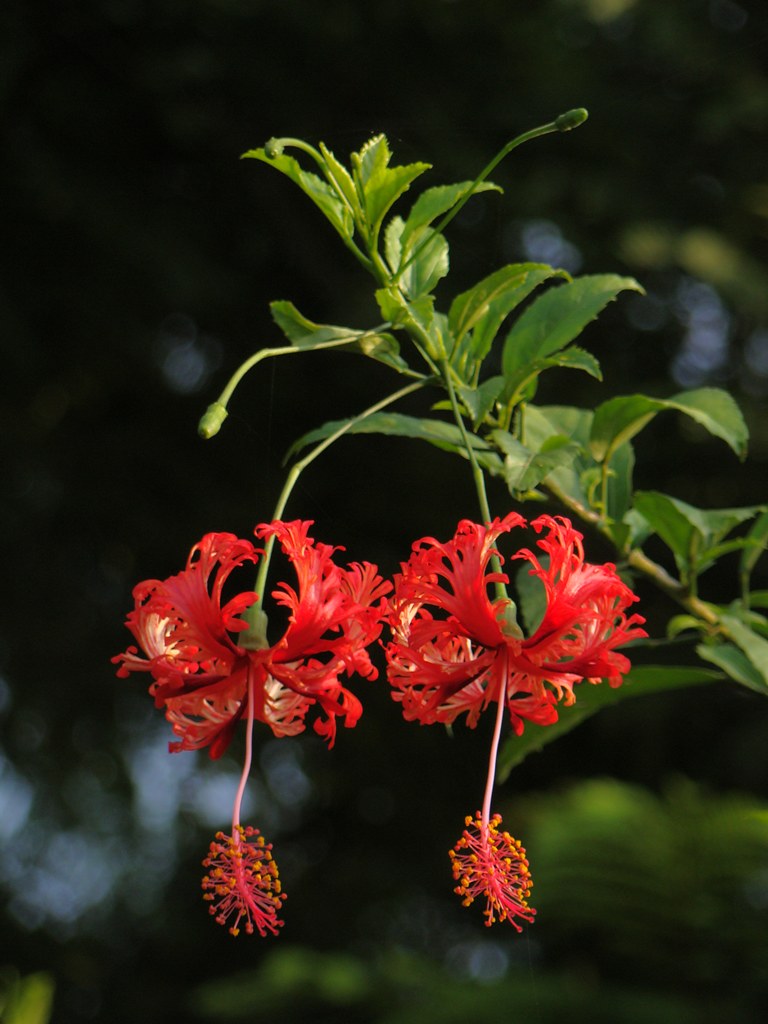 Hibiscus schizopetalus